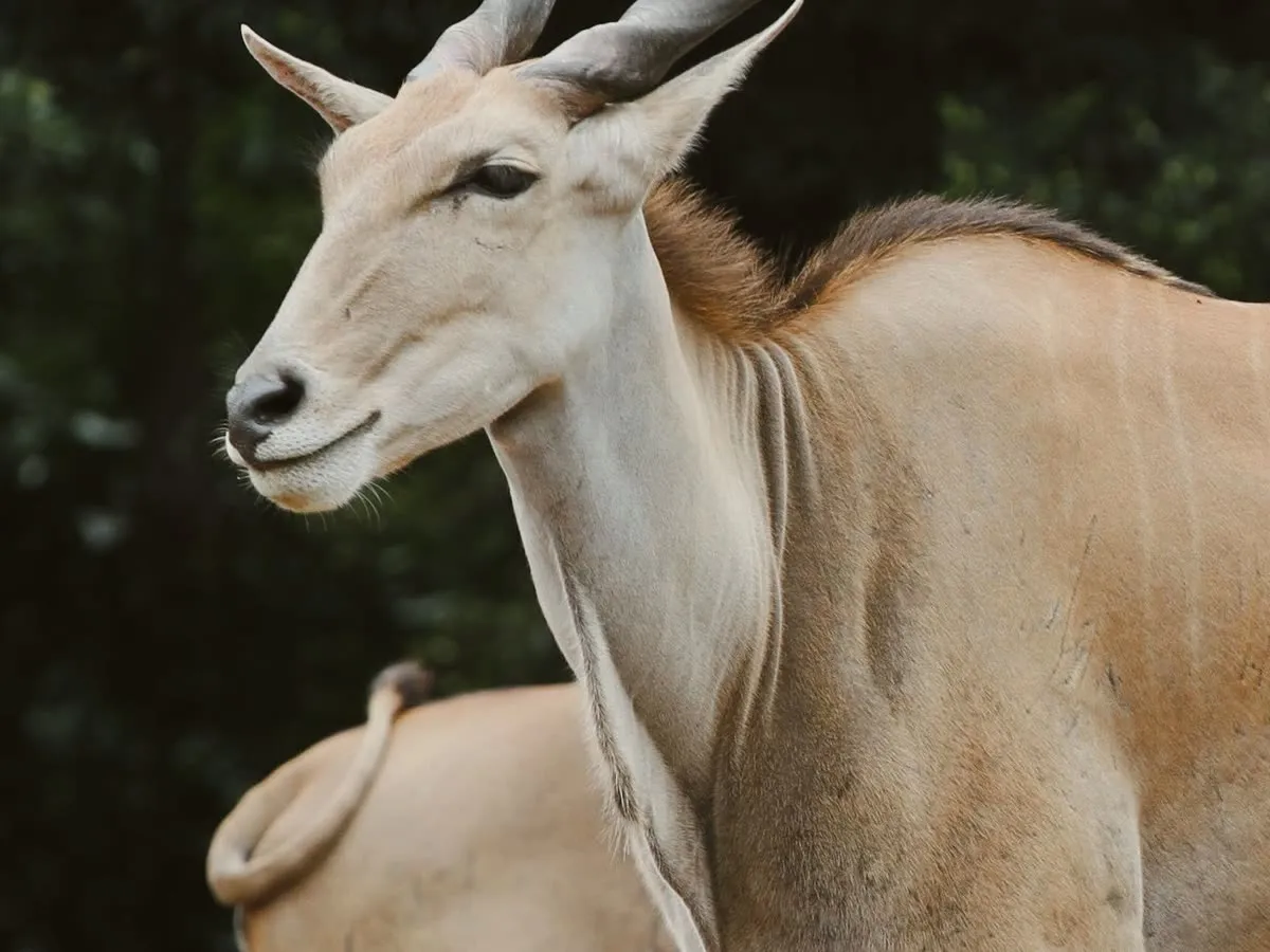 Канна (жайран)