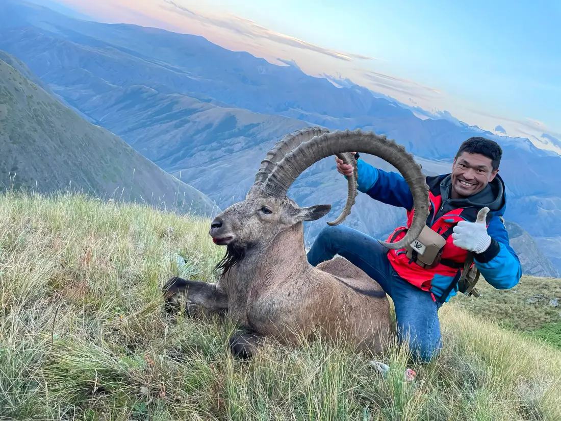 Siberian ibex