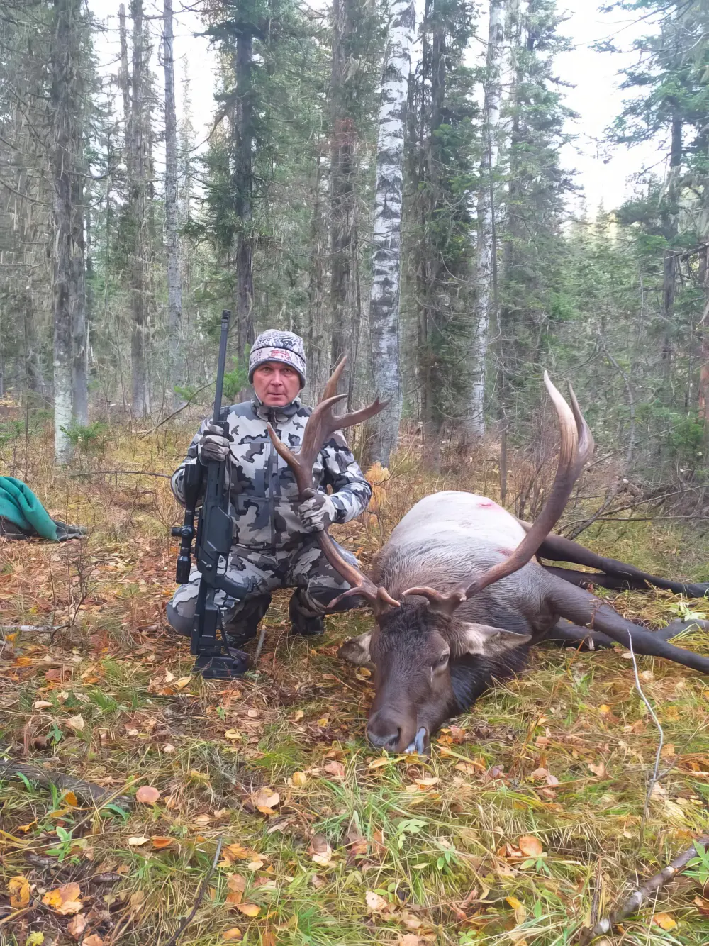 Maral (red deer)