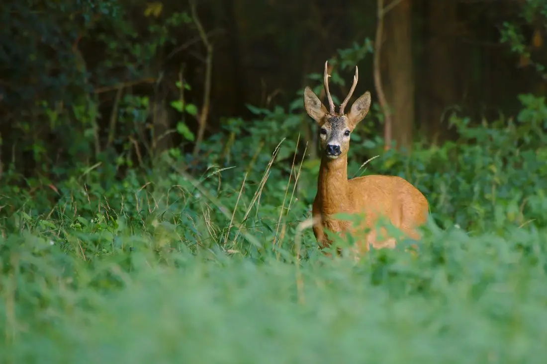 Roe deer